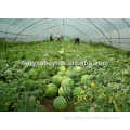 Chinese crisp and sweet hybrid f1 best watermelon seed for sowing